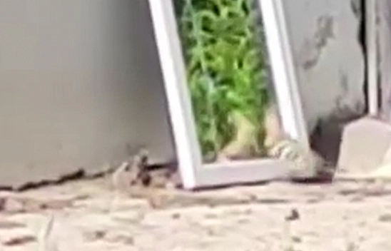 Elazığ'da ibibik kuşu kendiyle kavga etti