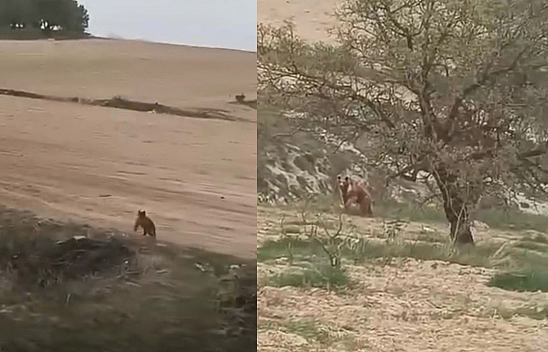 Elazığ'da ilginç anlar!