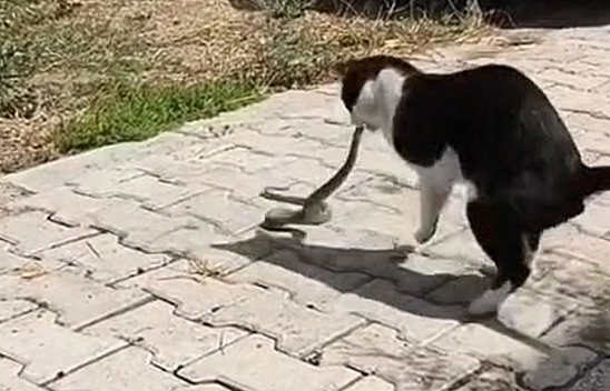 Elazığ'da ilginç kavga!