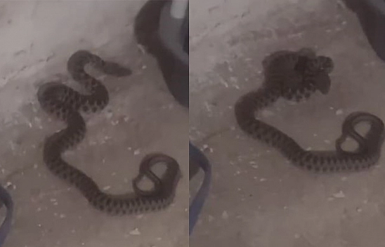 Elazığ'da ilginç anlar: Kadın yılan ile sohbet etti