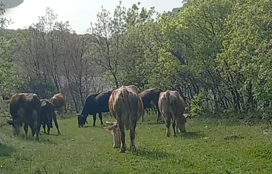 Elazığ'da İneklerini Otlatırken Yılan Soktu, Hastaneye Kaldırıldı