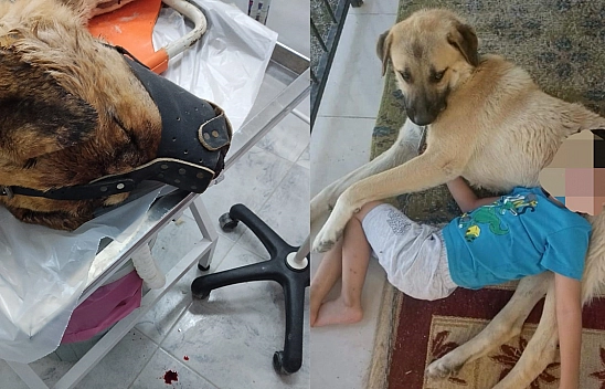 Elazığ'da ısırdığını iddia ettiği köpeği silahla vurdu