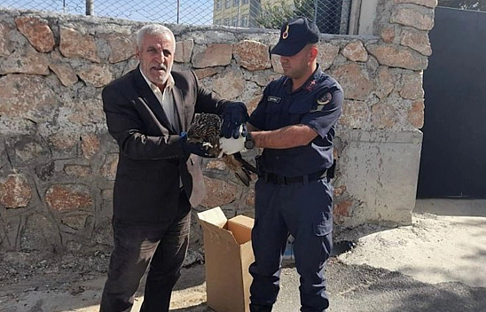 Elazığ'da Jandarmanın Bulduğu 2 Yaralı Baykuş Koruma Altına Alındı