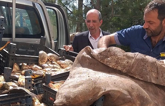 Elazığ'da kaçak avlanan 700 kilogram balık ele geçirildi