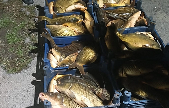 Elazığ'da kaçak avlanılan 210 kilo balık ele geçirildi