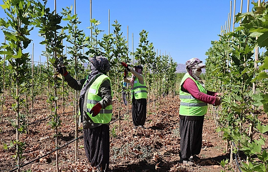Elazığ'da kadınlar fidanları bir bebek gibi büyütüyor