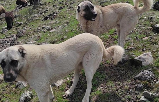 Elazığ'da kangal cinsi köpekleri tüfekle vurdular!