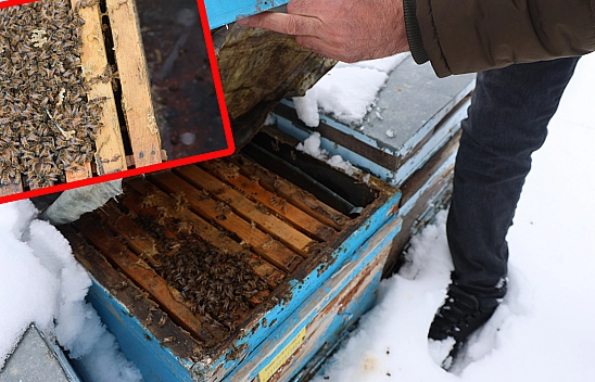 Elazığ'da kar yağışı arıcılara umut oldu