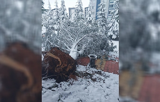 Elazığ'da kar yağışı sonrası ağaç devrildi