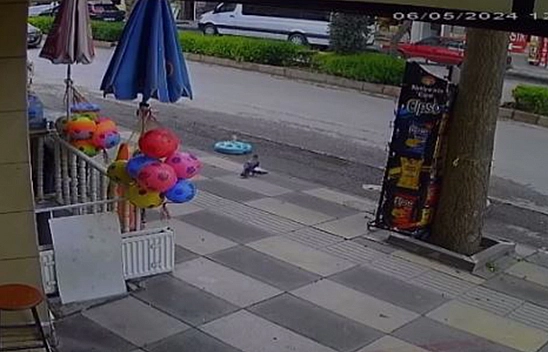 Elazığ'da Karga Cips Çalarken Market Sahibine Yakalandı