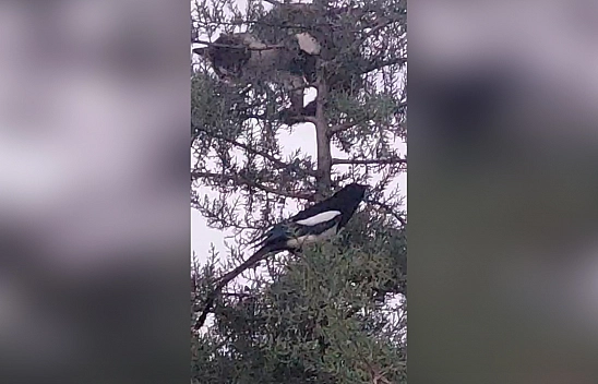 Elazığ'da karga saldırısı