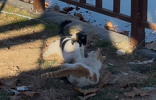 Elazığ'da kavga eden kedilerin sarılarak barışması sosyal medyada gülümsetti