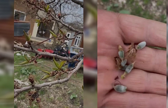Elazığ'da kayısıyı don vurdu