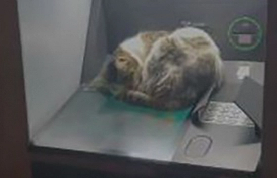 Elazığ'da Kedi ATM'de Uyudu, Vatandaşlar Başka ATM'yi Tercih Etti