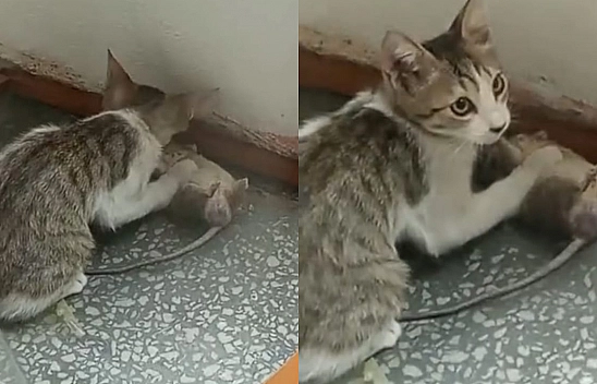 Elazığ'da kedi dev fare yakaladı!
