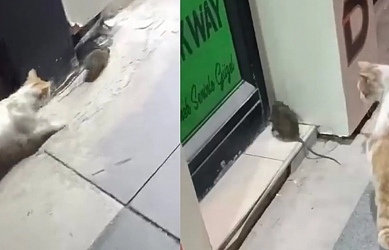 Elazığ'da Kedi Fareyi Köşeye Sıkıştırdı