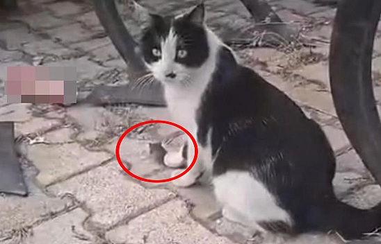 Elazığ'da kedi yakaladığı fareyle oynarken görüntülendi