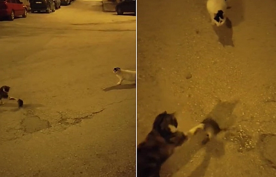 Elazığ'da kedinin fare ile oyunu görüntülendi