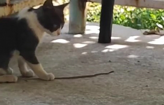 Elazığ'da kedinin tehlikeli oyunu