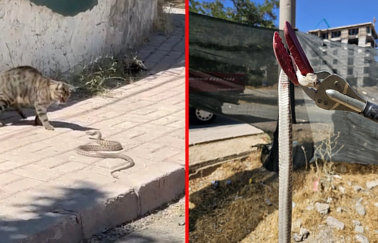Elazığ'da kedinin yılanla dansı kamerada