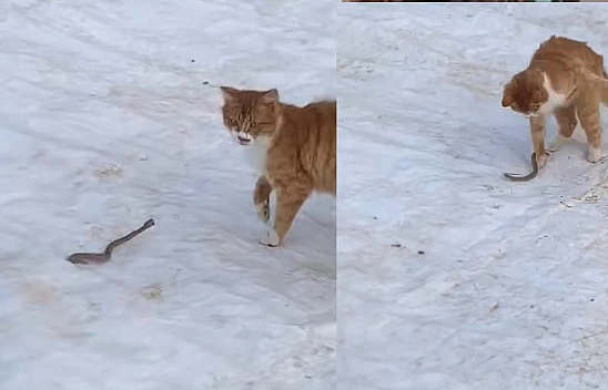 Elazığ'da Kedinin yılanla mücadelesi
