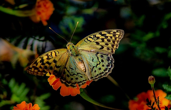 Elazığ'da kelebekler çiçeklerle görsel şölen yarattı