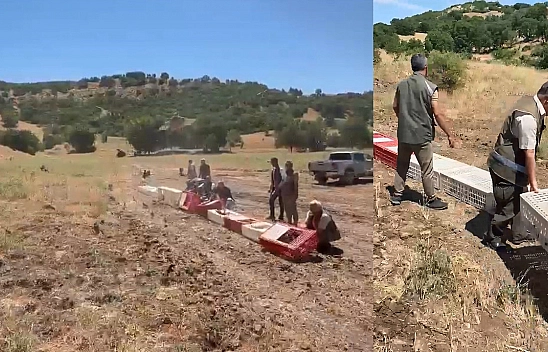 Elazığ'da kenelerle mücadele için doğaya Aslan (keklik) bırakıldı