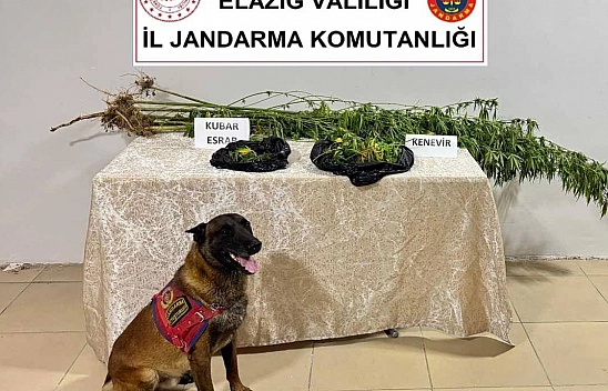 Elazığ'da Kenevir operasyonu: 1 kişi suçüstü yakalandı