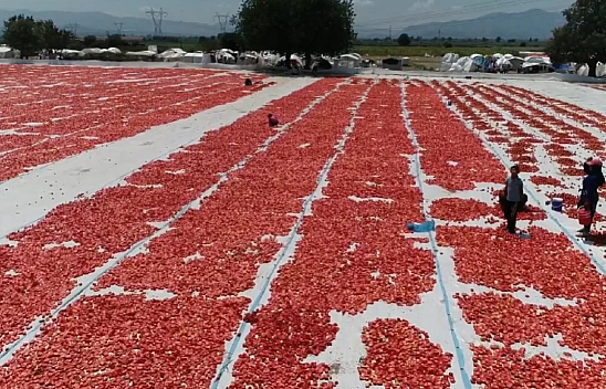 Elazığ'da Kilosu 9 TL'ye kadar düştü, kurusu 190 TL'ye satılıyor! Kolesterolü sıfırlıyor, damarları açıyor