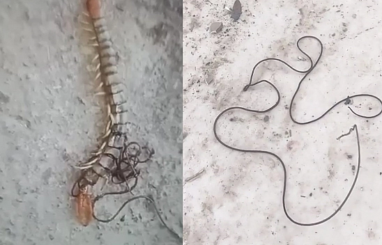 Elazığ'da bir vatandaş Kırkayağın içinden çıkanı görünce şok oldu