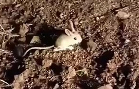 Elazığ'da Kırmızı Listede Yer Alan Arap Tavşanı Görüntülendi