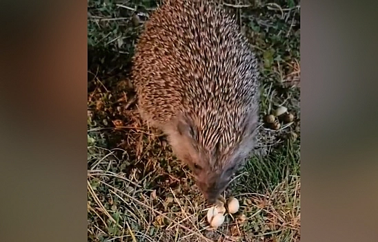 Elazığ'da kirpinin fıstık keyfi