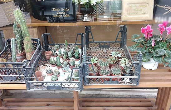 Elazığ'da Kış Çiçekleri Olanlar Dikkat!