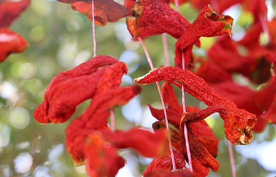 Elazığ'da kış hazırlıkları başladı: Kofik biberler asılmaya başladı