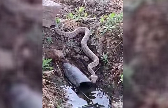 Elazığ'da koca engerek yılanı görüntülendi