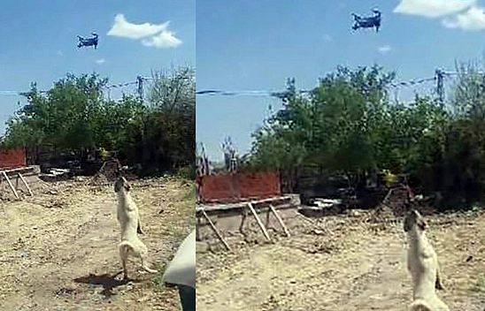 Elazığ'da Köpeğin Dron ile İmtihanı