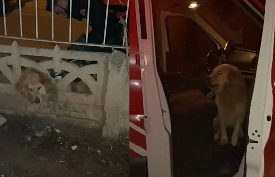 Elazığ'da Köpeğin Yardımına İtfaiye Ekipleri Koştu