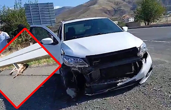 Elazığ'da köpek kazası: 1 yaralı