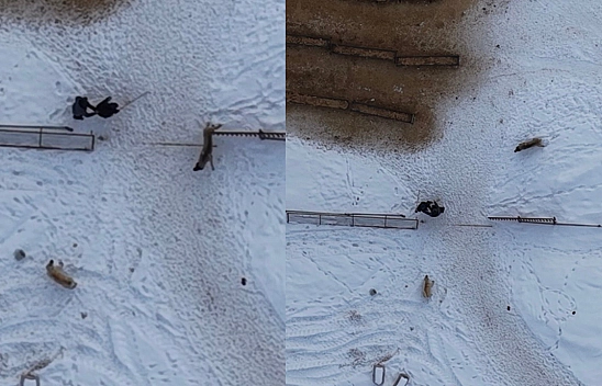 Elazığ'da köpeklerin saldırısı dron kamerasında