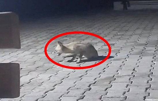 Elazığ'da korucular, kulübelerine gelen tilkiyi besledi
