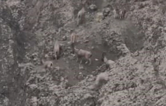 Elazığ'da koruma altındaki dağ keçileri sürü halinde görüntülendi