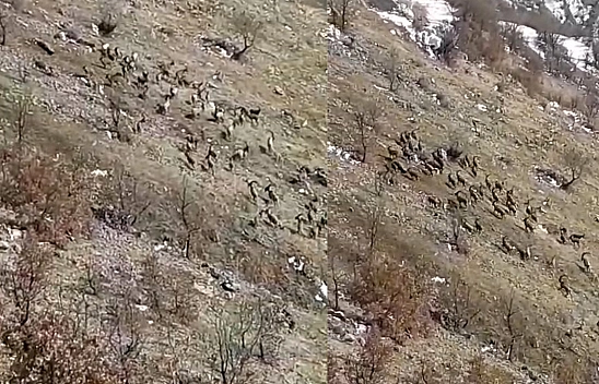 Elazığ'da koruma altındaki dağ keçileri görüntülendi