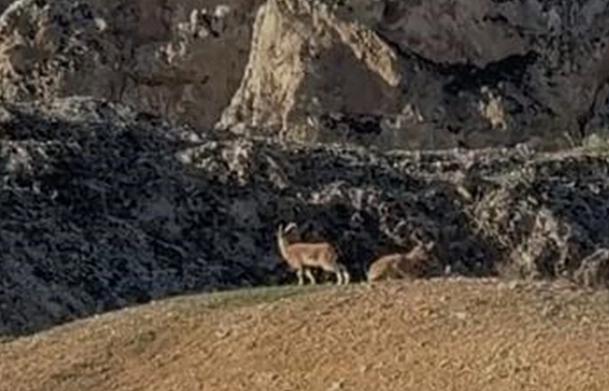 Elazığ'da koruma altındaki dağ keçileri sürü halinde görüntülendi