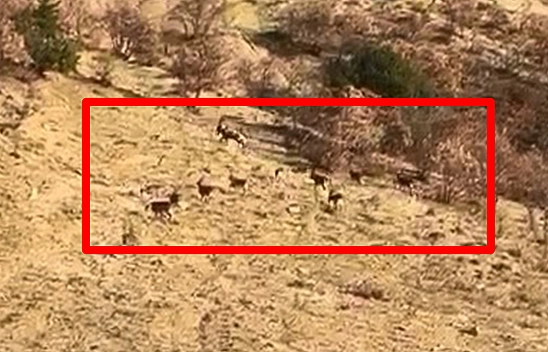 Elazığ'da koruma altındaki dağ keçileri görüntülendi