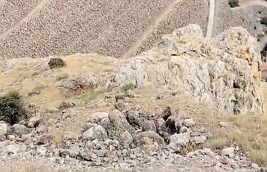 Elazığ'da koruma altındaki dağ keçileri görüntülendi