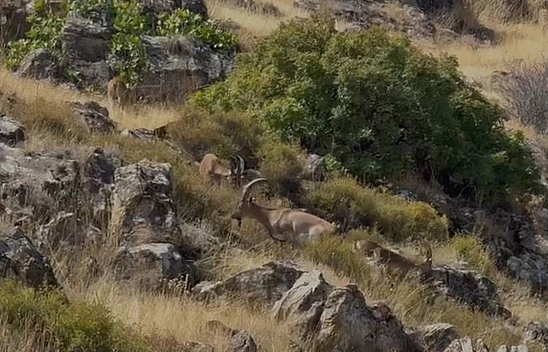 Elazığ'da koruma altındaki dağ keçileri sürü halinde görüntülendi