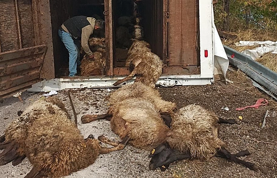 Elazığ'da küçükbaş hayvan taşıyan tır devrildi