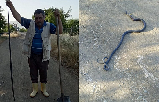 Elazığ'da Kümese Giren 2 Yılan Tavuk ve Civcivleri Telef Etti!