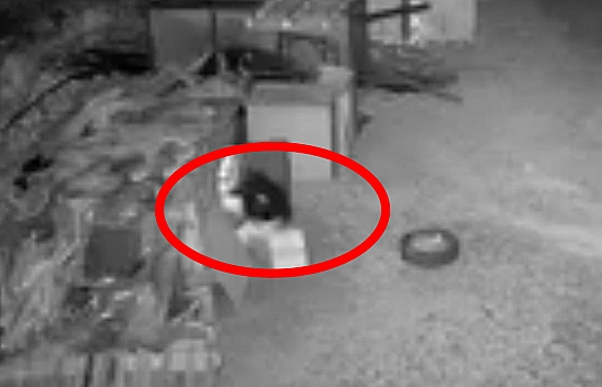 Elazığ'da kümese giren hırsız güvercinleri çaldı