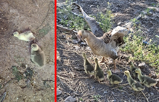 Elazığ'da kümese yılan girdi: 5 Kaz yavrusu zehirlenerek öldü